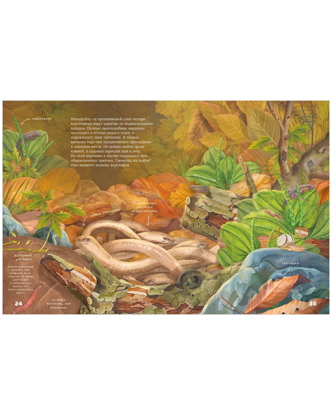 תמונת מוצר 11