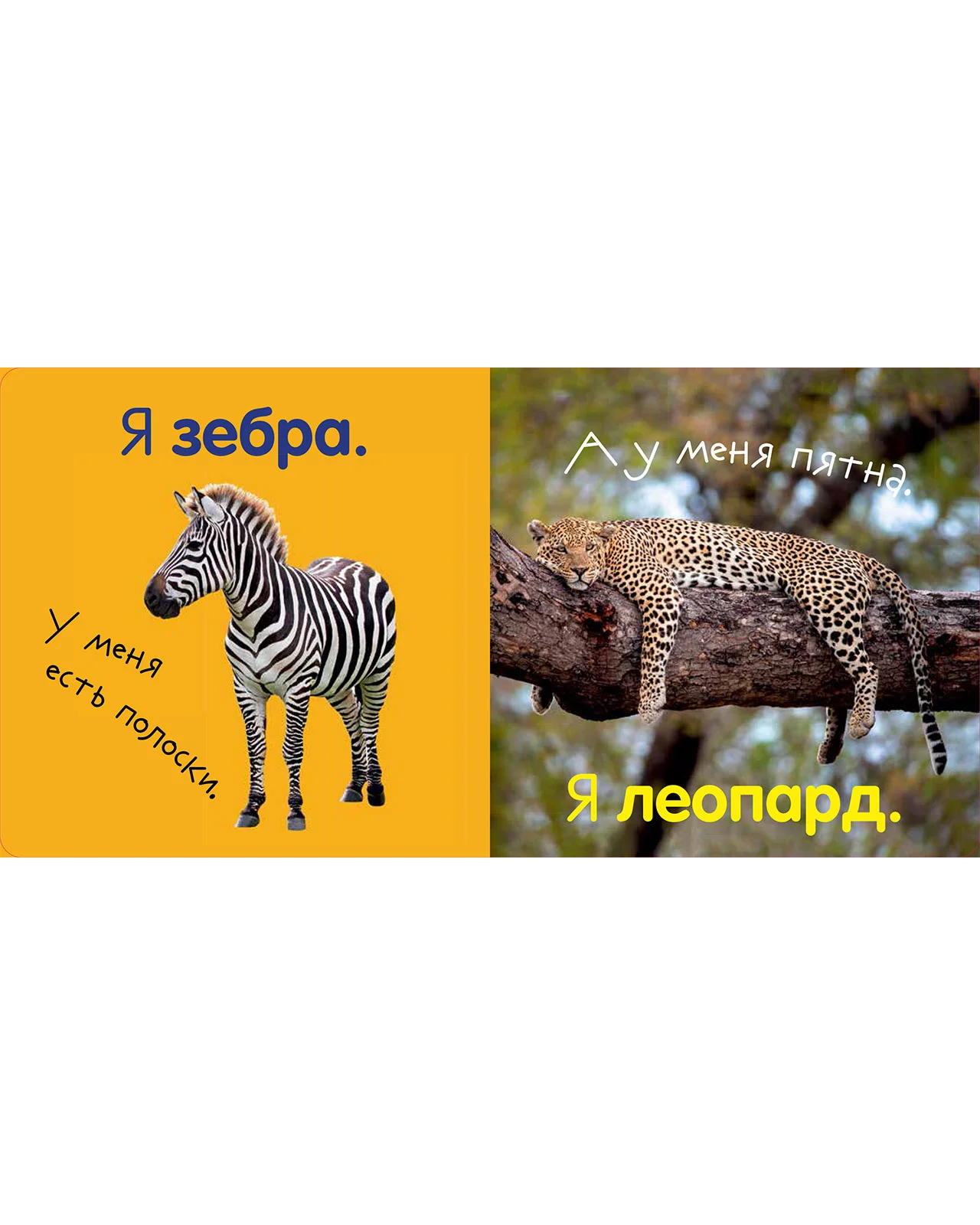 תמונת מוצר 24