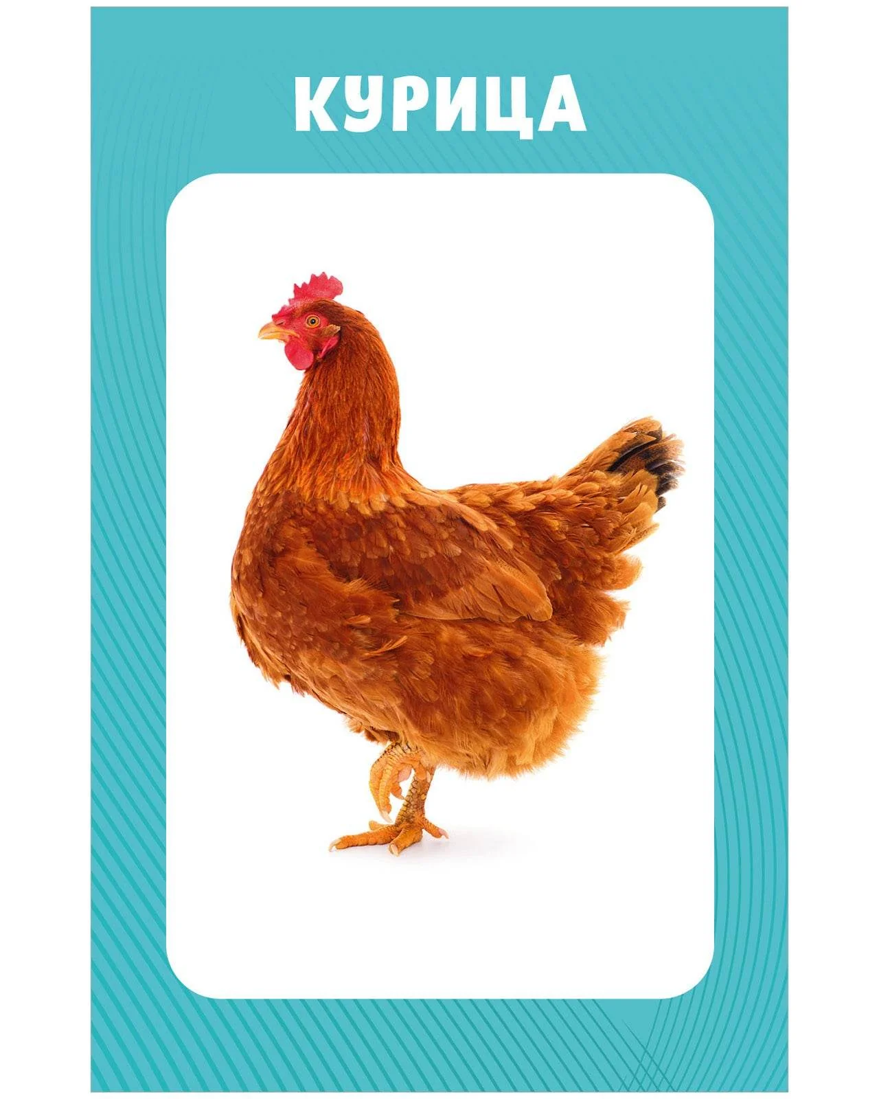 תמונת מוצר 4