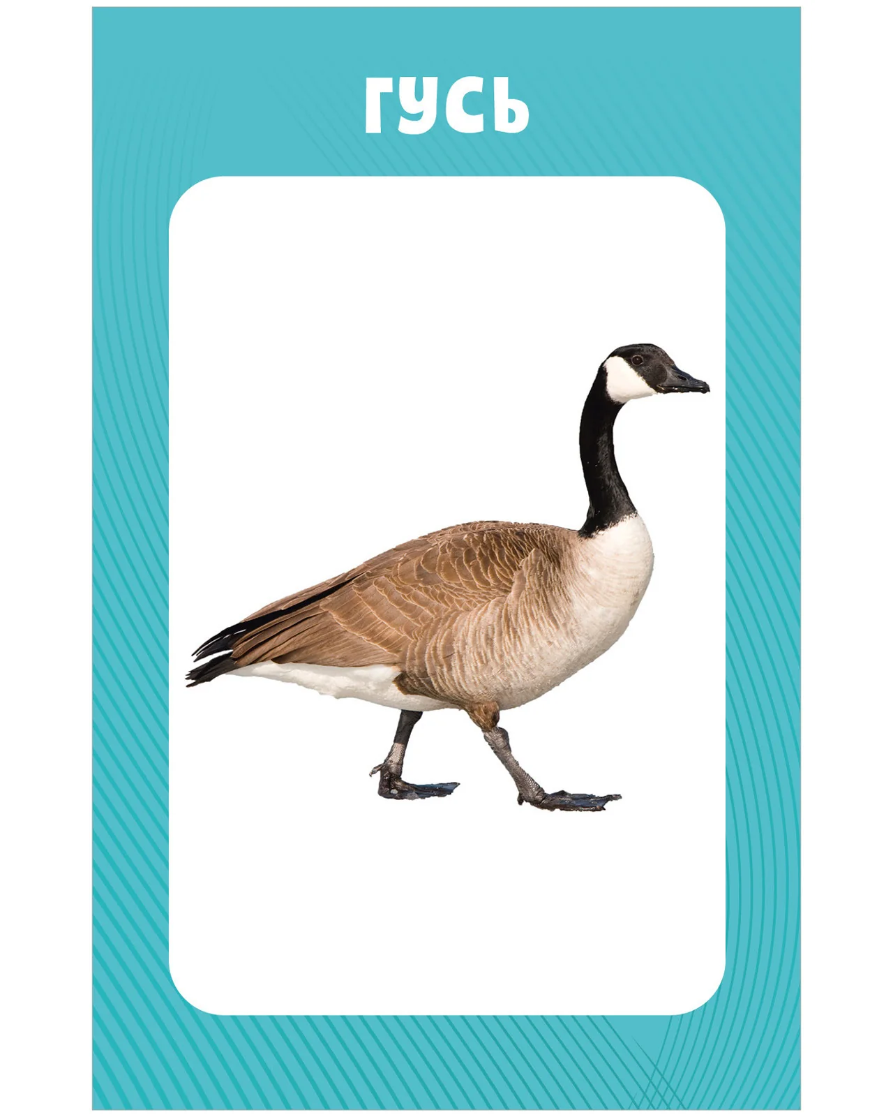 תמונת מוצר 8